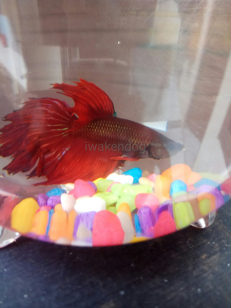 Dialah Ipank Si Ikan Cupang Merah Merona