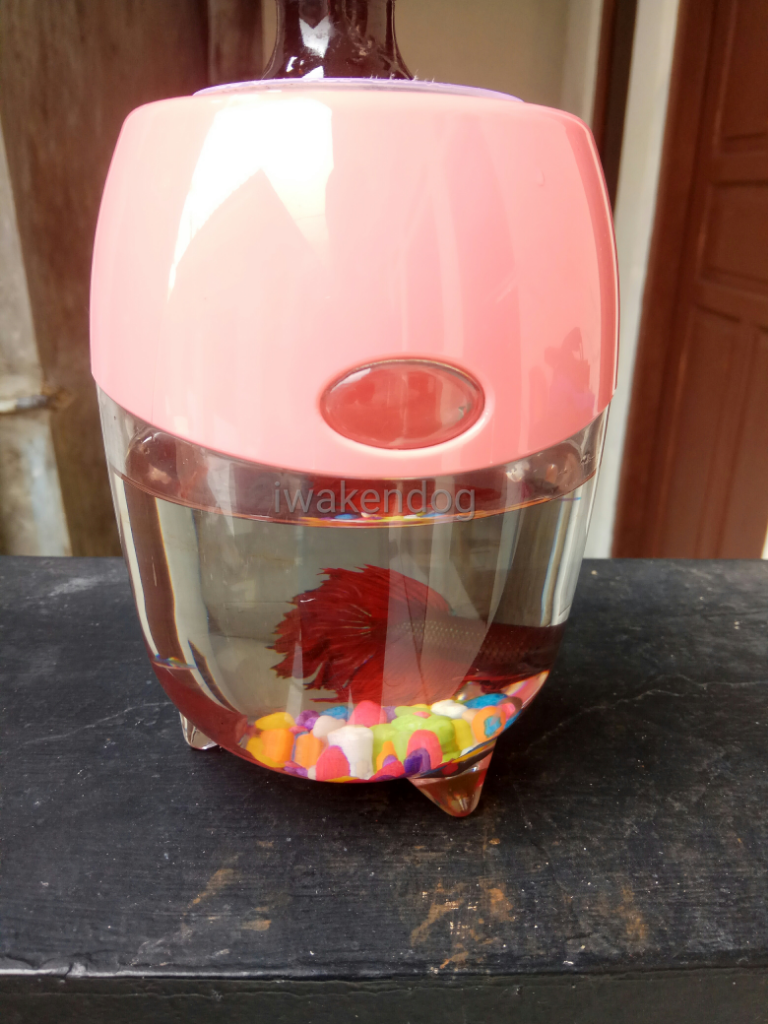 Dialah Ipank Si Ikan Cupang Merah Merona