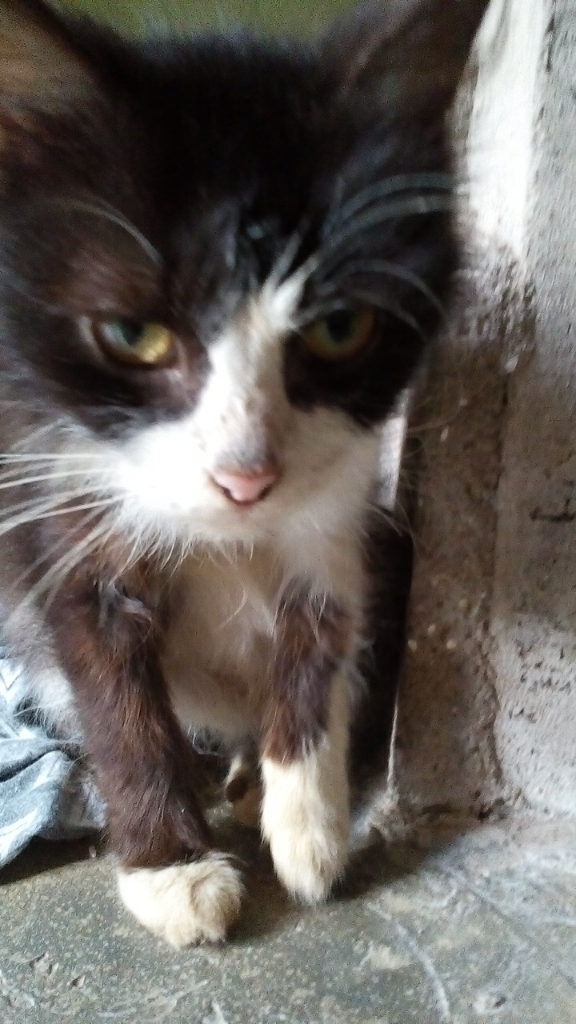 Mpus, Kucing Peliharaan Kakak yang Nurut Banget