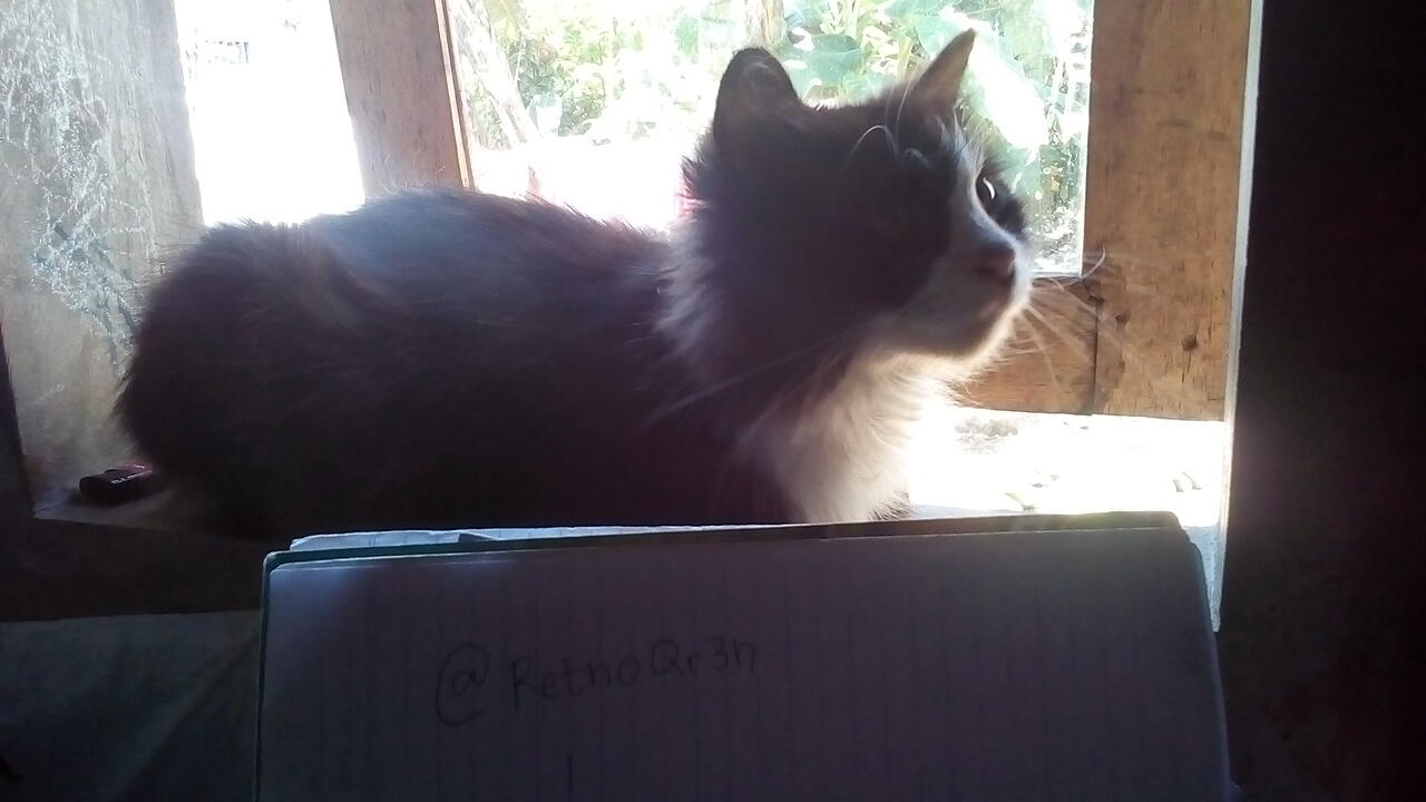 Mpus, Kucing Peliharaan Kakak yang Nurut Banget
