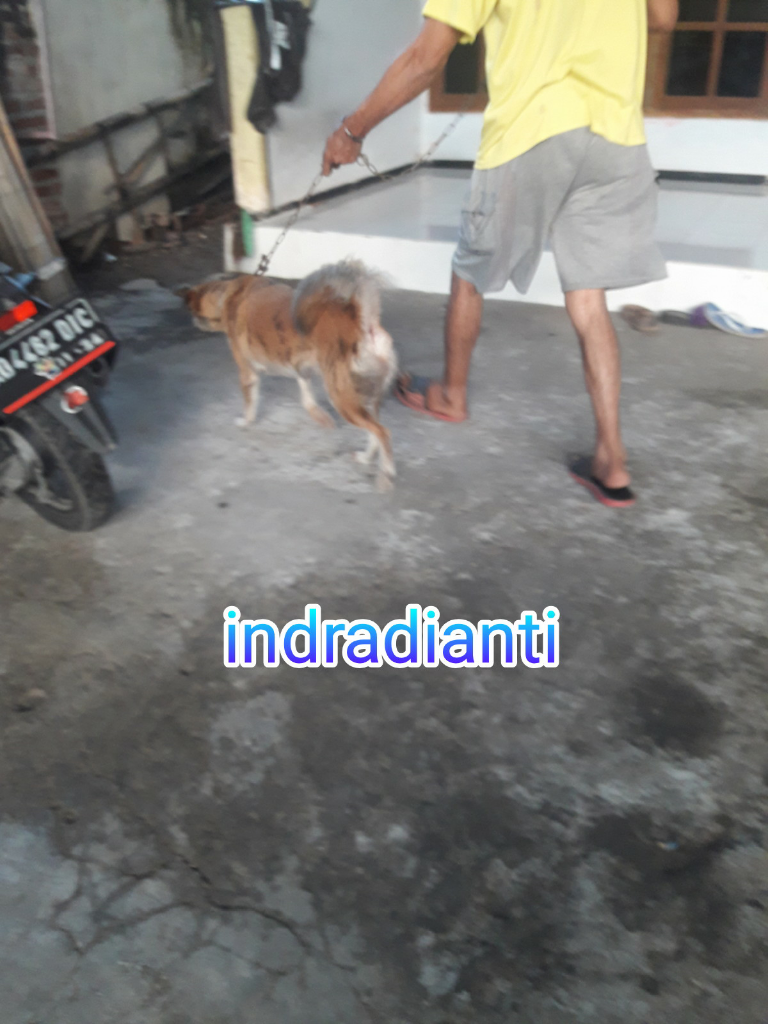 Molli hewan kesayangan dan penjaga keluarga Gue!