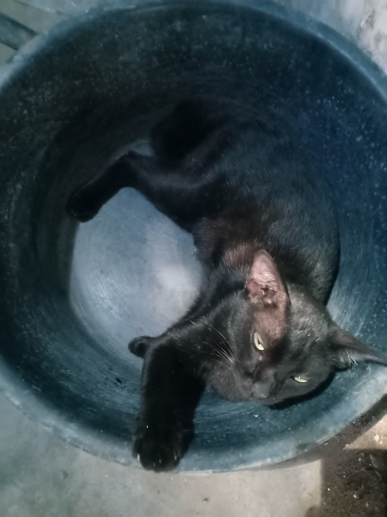 Luksi dan Lexy Empuss Kesayangan yang Jago Mijat 