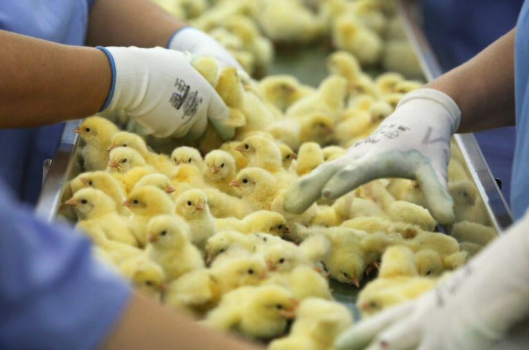 Bukan Sembako, Warga AS Malah Borong Anak Ayam