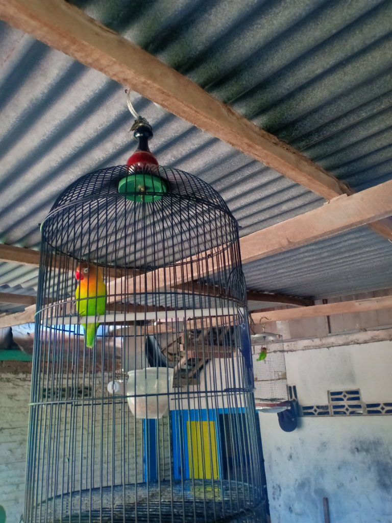 Lovebird, Kenari, dan Burung Kicau yang Menentramkan Hati 