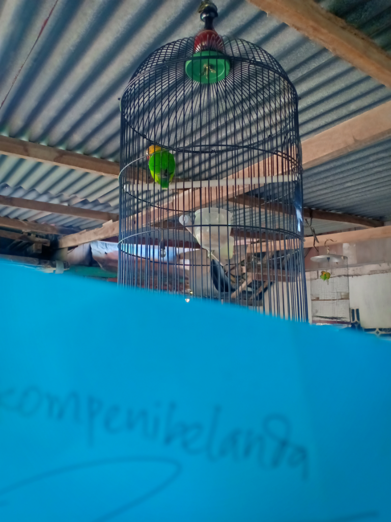 Lovebird, Kenari, dan Burung Kicau yang Menentramkan Hati 