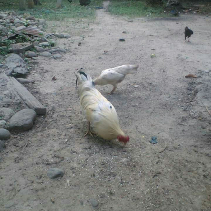 Ayam, Piaraan yang Menolong Ketika Kepepet Soal Uang