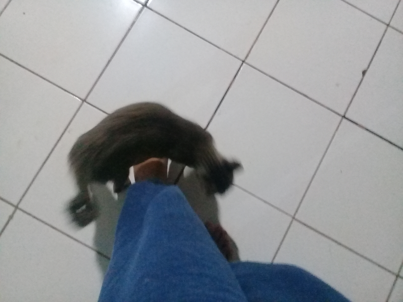 Ternyata Kucing Juga Punya Kekuatan Super Lho, Simak!