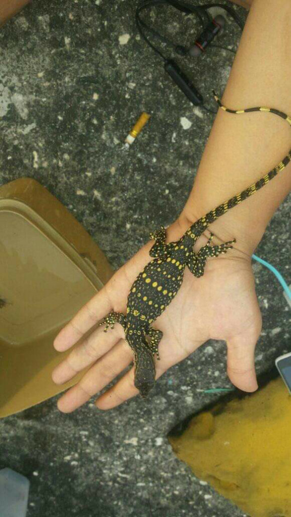 Pecinta Reptiller Wajib Punya!! Salvadori, Biawak Asli Papua