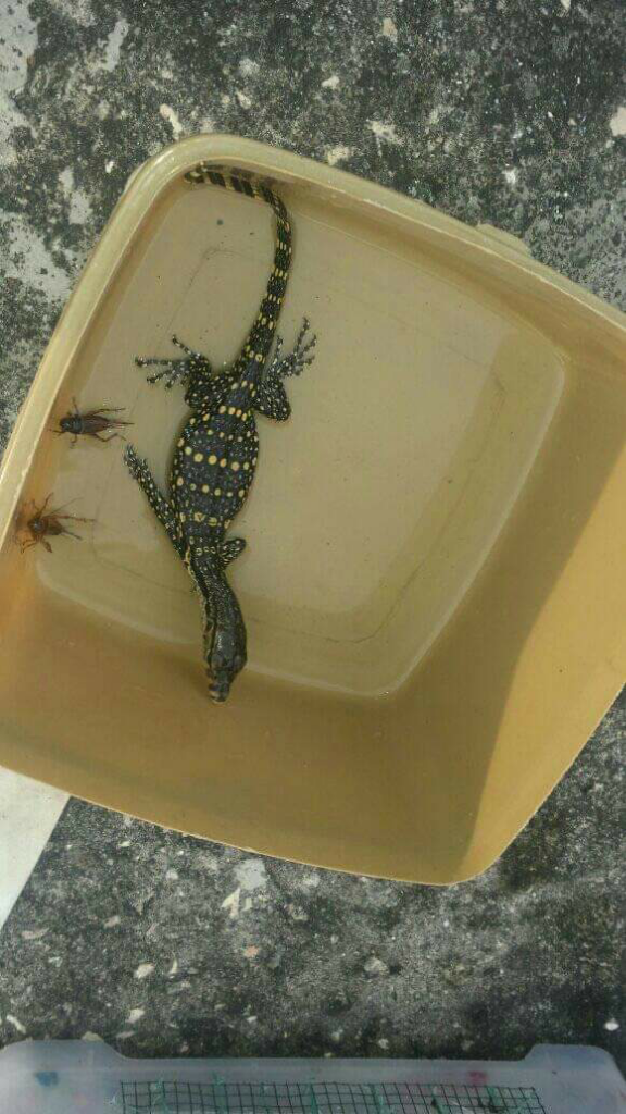 Pecinta Reptiller Wajib Punya!! Salvadori, Biawak Asli Papua
