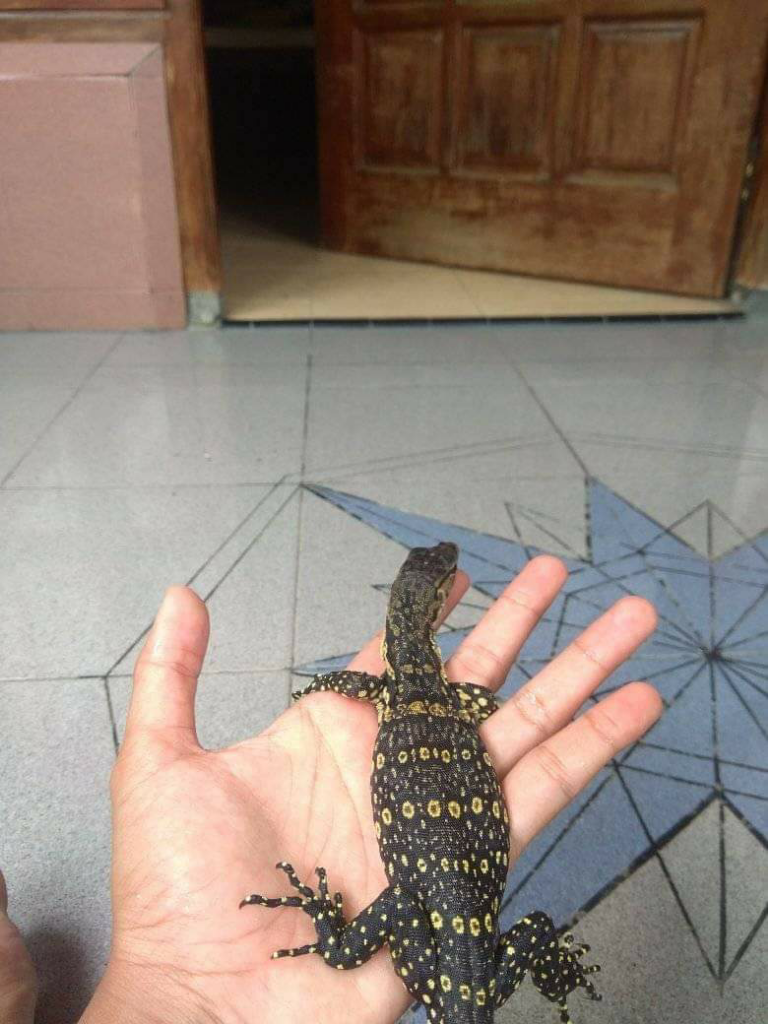 Pecinta Reptiller Wajib Punya!! Salvadori, Biawak Asli Papua