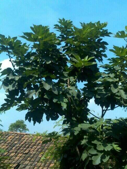 Apa itu buah tin? Jenis buah tin nomer 9 yang bikin takjub.
