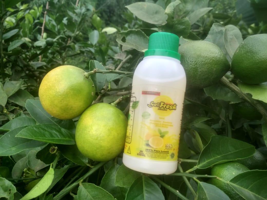 Bisnis Paling untung Di tengah Wabah Covid19 Dicari Agen&amp;reseller Sari Lemon Serfresh