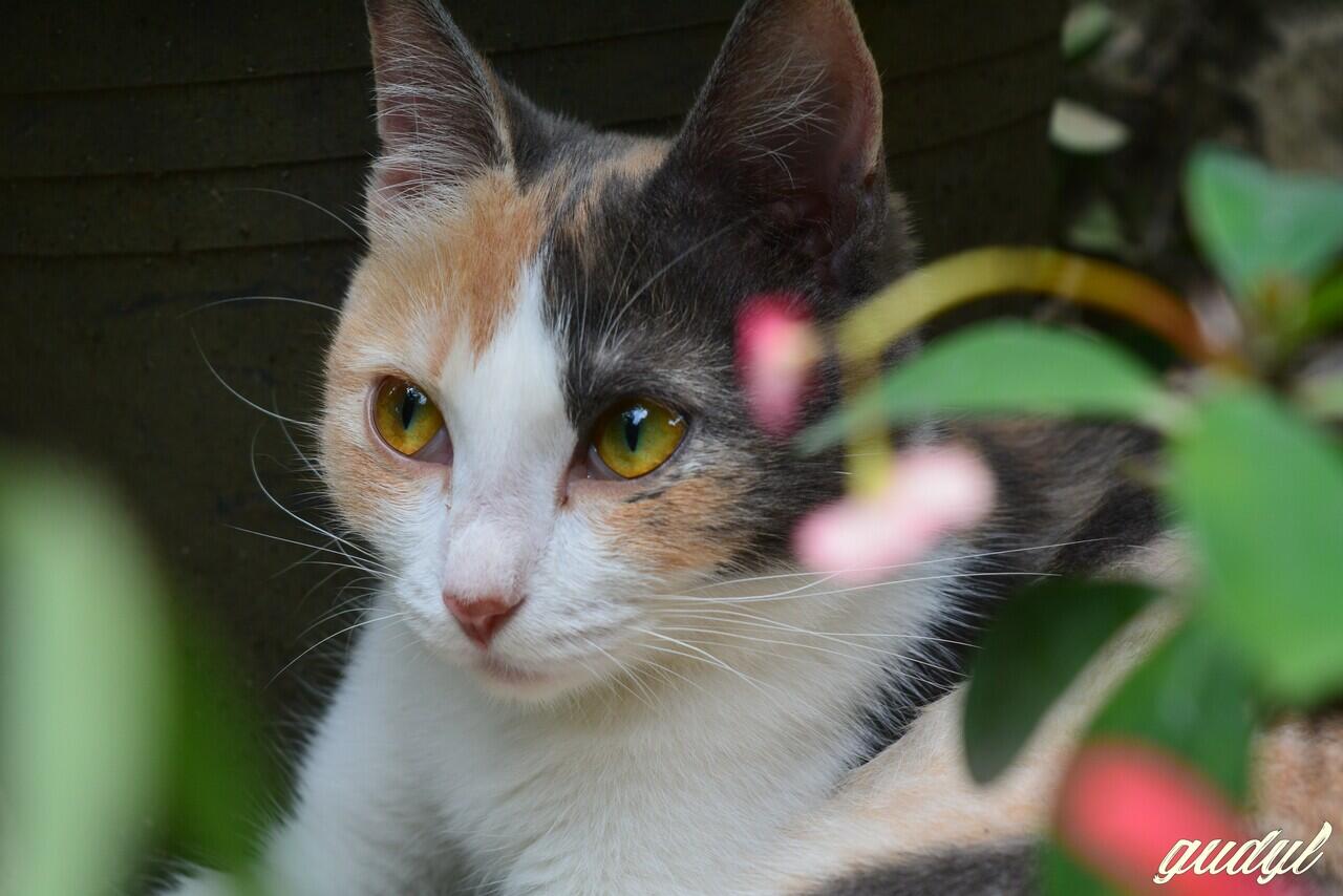 Chiren, Kucing yang Pernah Keguguran Sampe Patah Di Bagian Tulang Ekornya