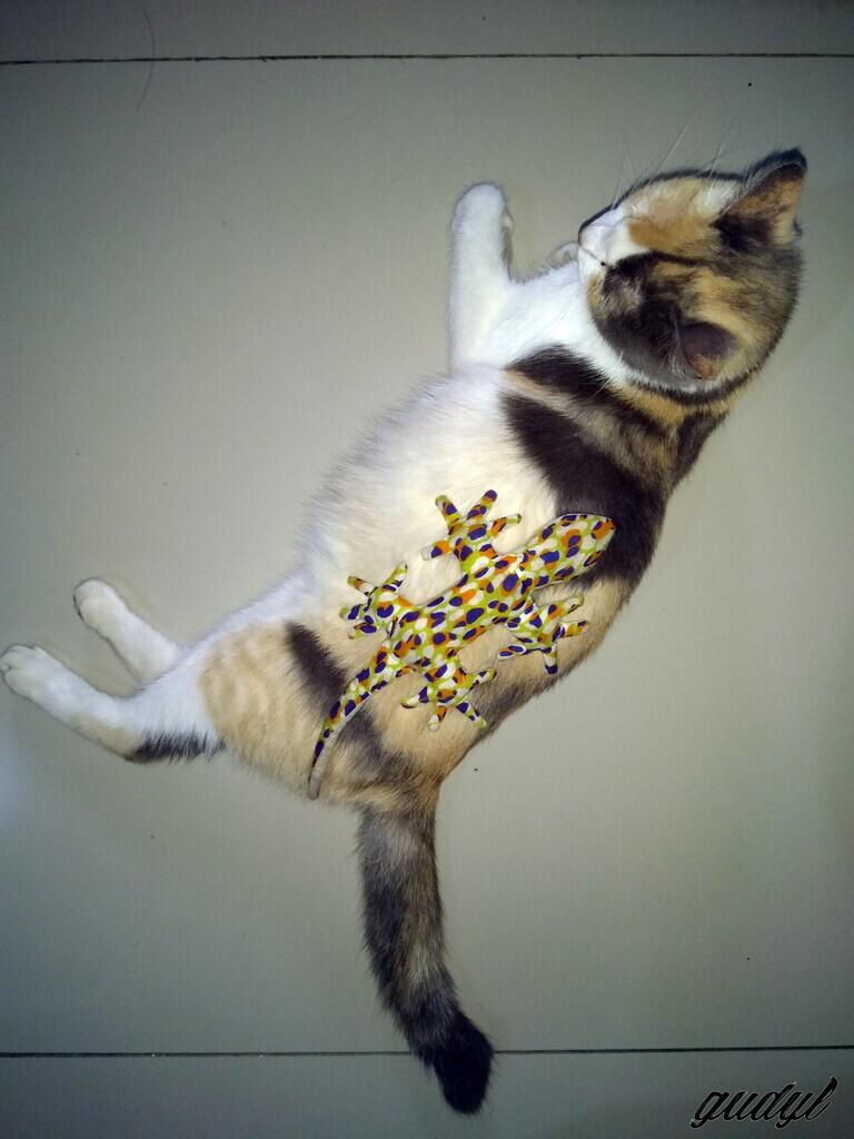 Chiren, Kucing yang Pernah Keguguran Sampe Patah Di Bagian Tulang Ekornya