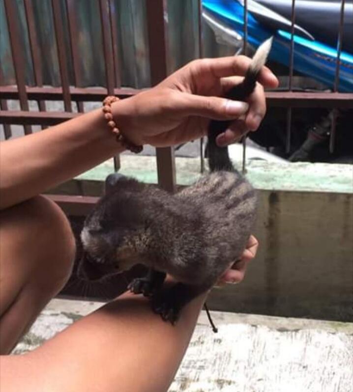 Suka Banget Gigit Manja Musang Pandan Ane