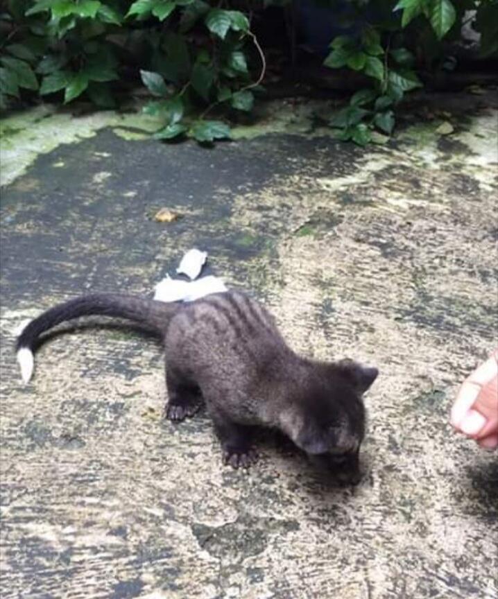 Suka Banget Gigit Manja Musang Pandan Ane