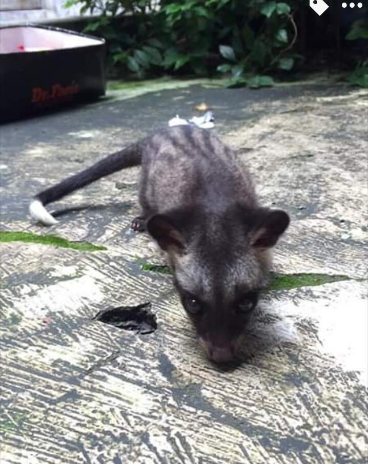 Suka Banget Gigit Manja Musang Pandan Ane