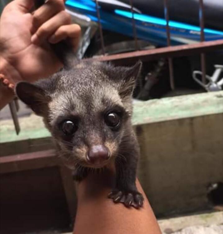 Suka Banget Gigit Manja Musang Pandan Ane