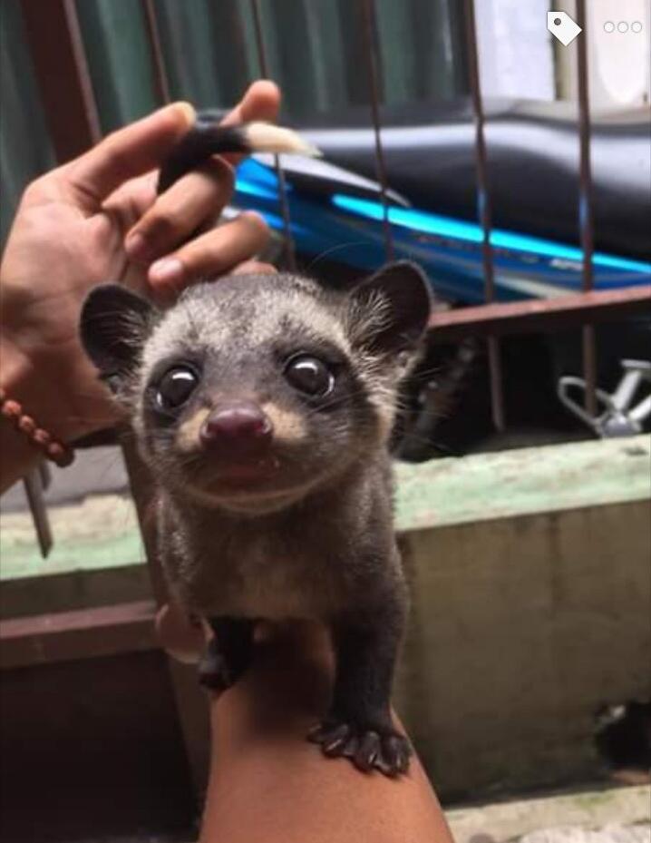Suka Banget Gigit Manja Musang Pandan Ane