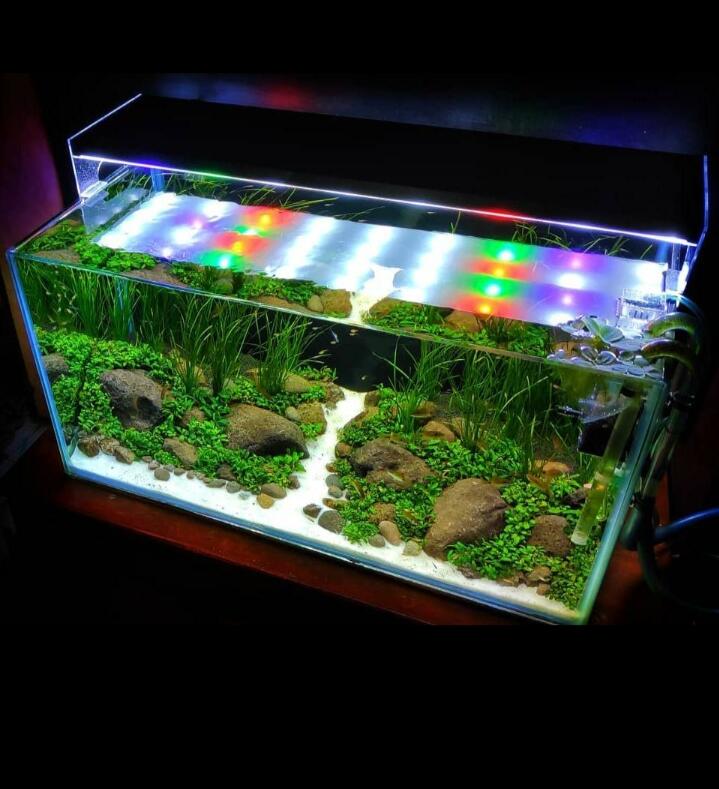 Bermain-main Bersama Ikan