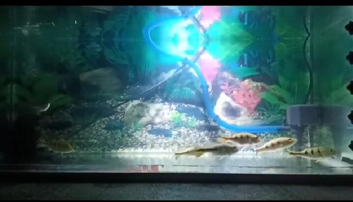 Bermain-main Bersama Ikan