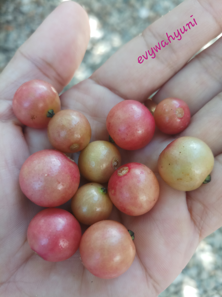 Similikiti, Si Cantik Penyuka Buah Kersen