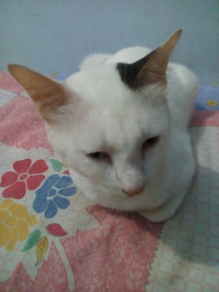 Antara Edward dan Ane, A Sweet Story of My Lovely Cat!