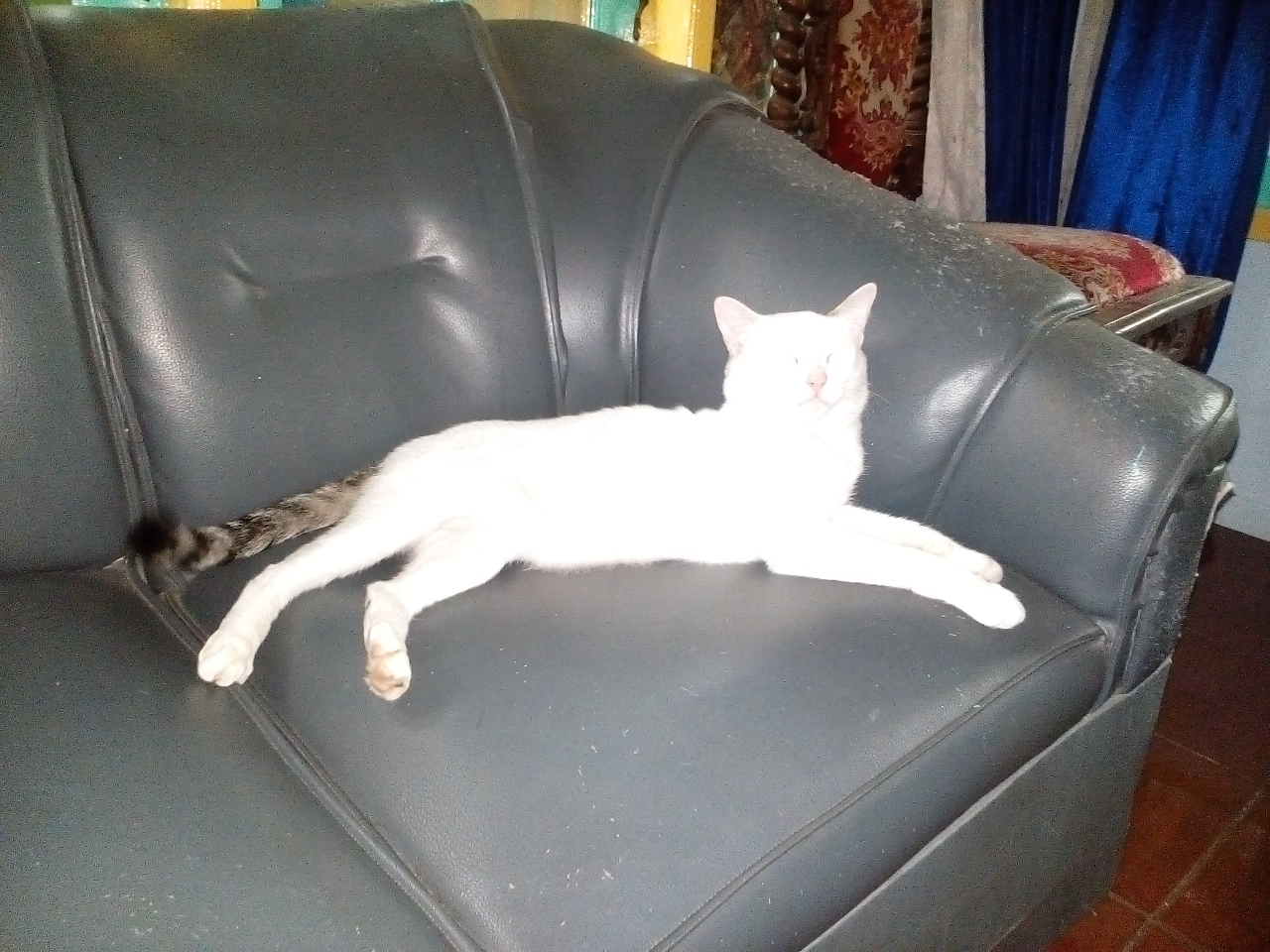 Antara Edward dan Ane, A Sweet Story of My Lovely Cat!