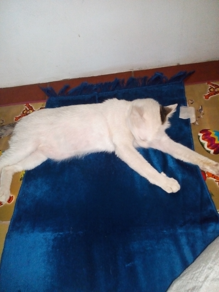 Antara Edward dan Ane, A Sweet Story of My Lovely Cat!