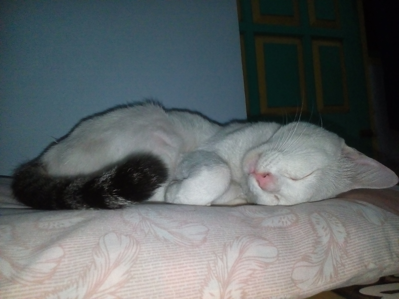 Antara Edward dan Ane, A Sweet Story of My Lovely Cat!