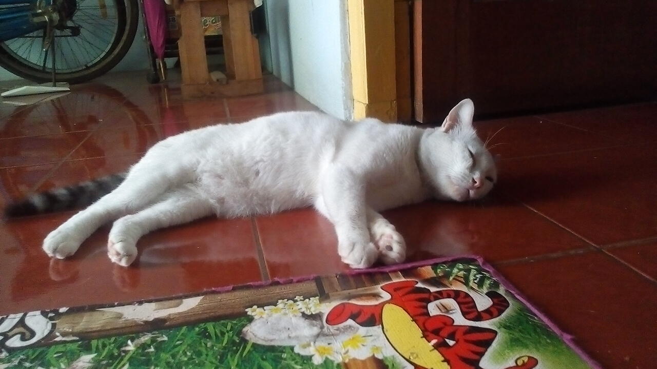 Antara Edward dan Ane, A Sweet Story of My Lovely Cat!