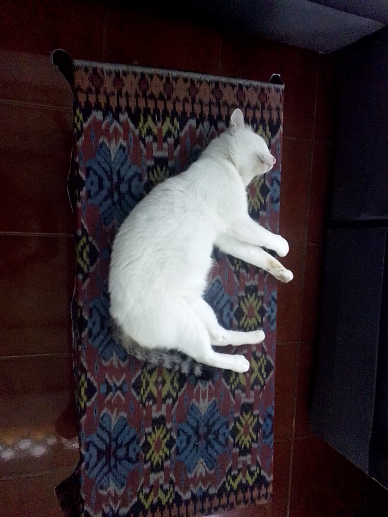 Antara Edward dan Ane, A Sweet Story of My Lovely Cat!