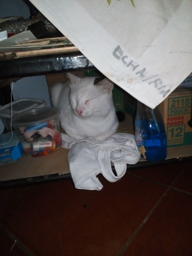 Antara Edward dan Ane, A Sweet Story of My Lovely Cat!