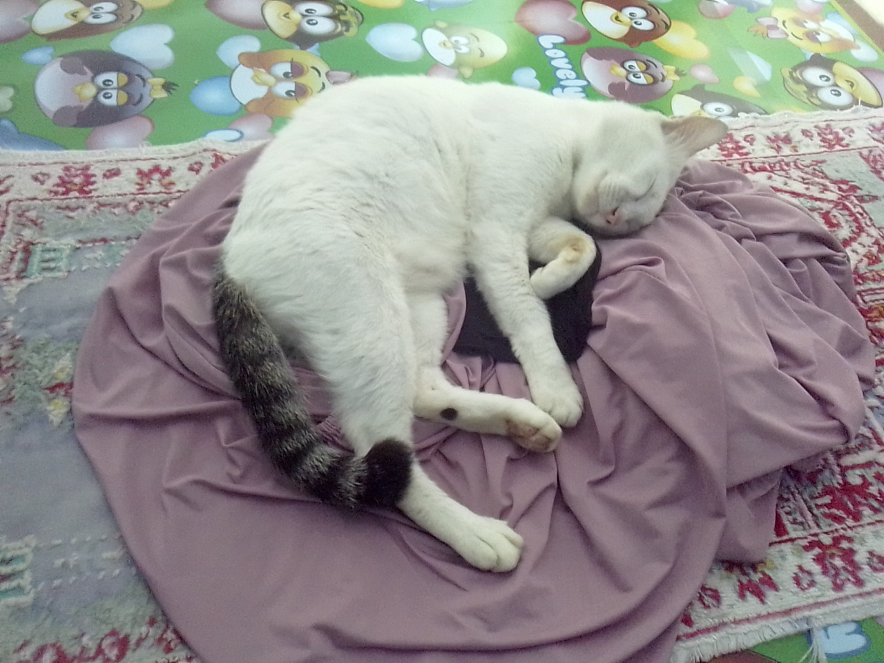 Antara Edward dan Ane, A Sweet Story of My Lovely Cat!
