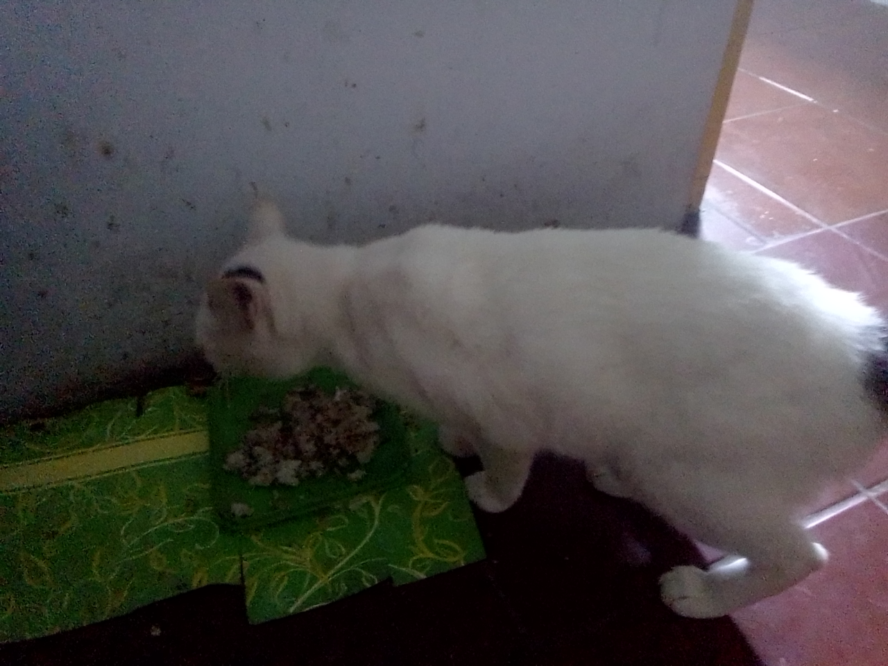 Antara Edward dan Ane, A Sweet Story of My Lovely Cat!