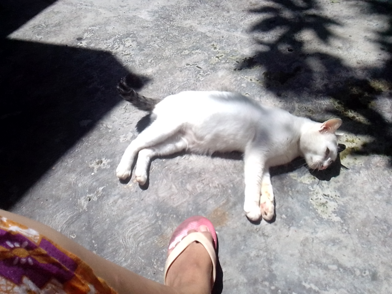 Antara Edward dan Ane, A Sweet Story of My Lovely Cat!