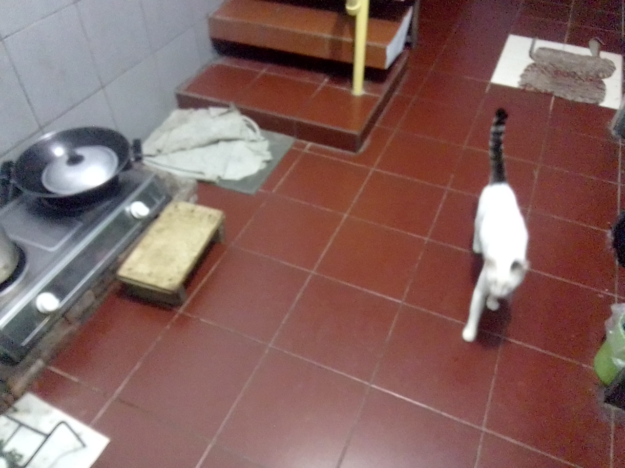 Antara Edward dan Ane, A Sweet Story of My Lovely Cat!