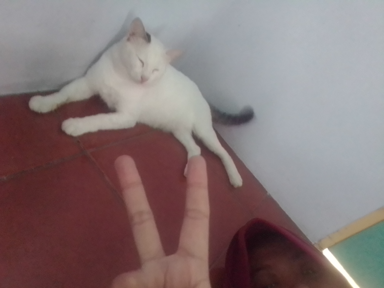 Antara Edward dan Ane, A Sweet Story of My Lovely Cat!