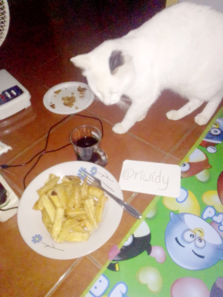 Antara Edward dan Ane, A Sweet Story of My Lovely Cat!