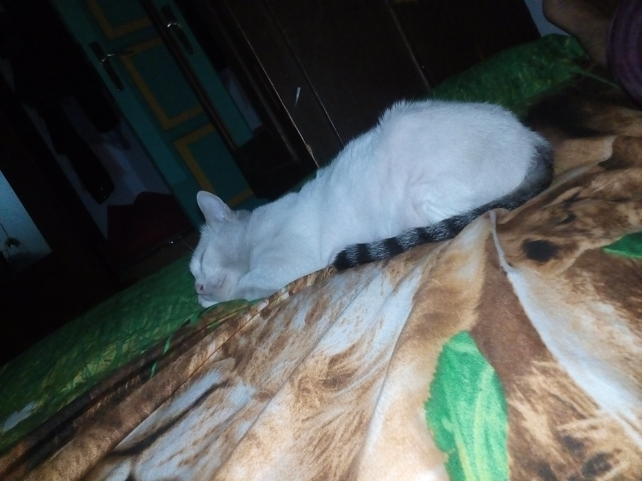 Antara Edward dan Ane, A Sweet Story of My Lovely Cat!