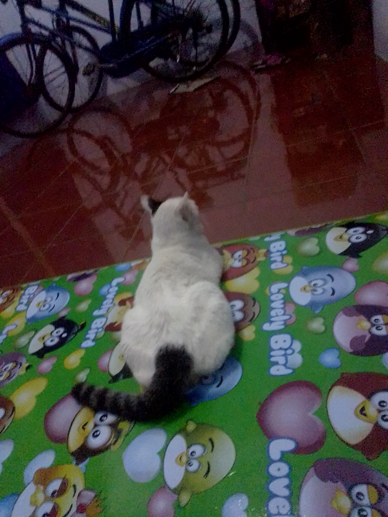 Antara Edward dan Ane, A Sweet Story of My Lovely Cat!