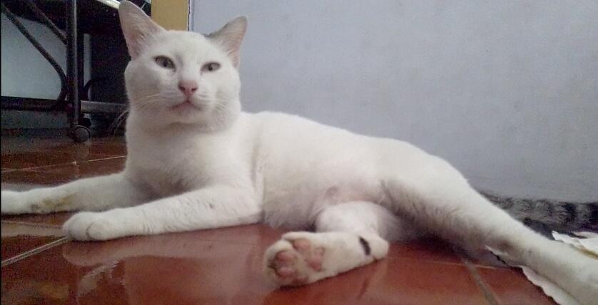 Antara Edward dan Ane, A Sweet Story of My Lovely Cat!