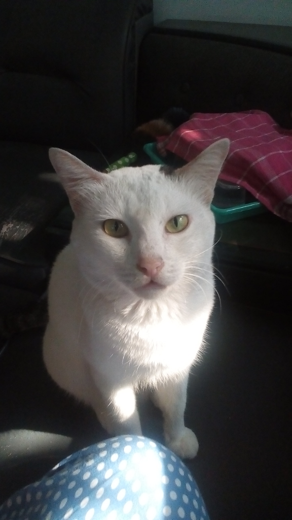Antara Edward dan Ane, A Sweet Story of My Lovely Cat!