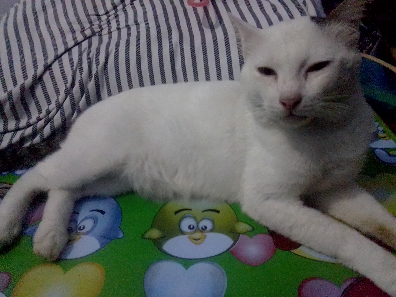 Antara Edward dan Ane, A Sweet Story of My Lovely Cat!
