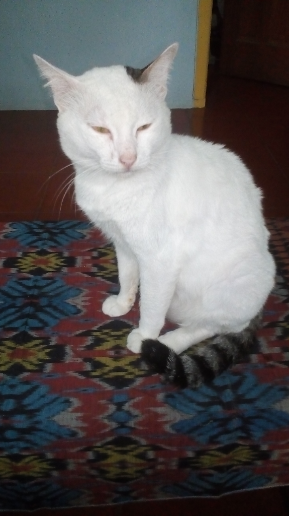 Antara Edward dan Ane, A Sweet Story of My Lovely Cat!