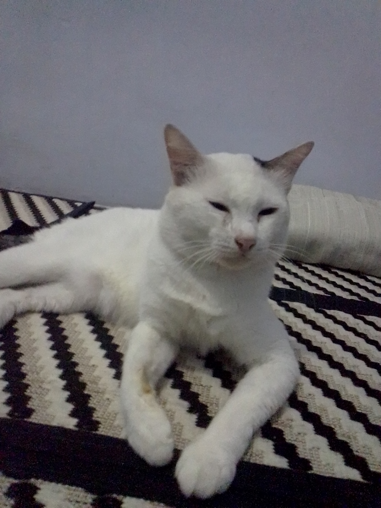 Antara Edward dan Ane, A Sweet Story of My Lovely Cat!