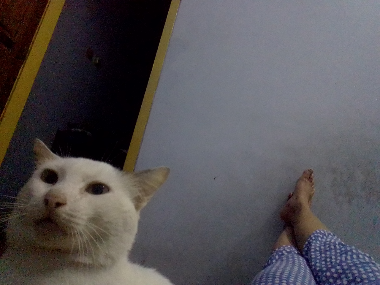 Antara Edward dan Ane, A Sweet Story of My Lovely Cat!