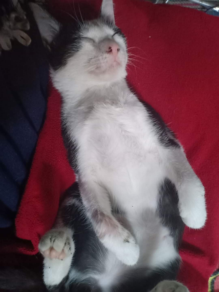 Luksi dan Lexy Empuss Kesayangan yang Jago Mijat 