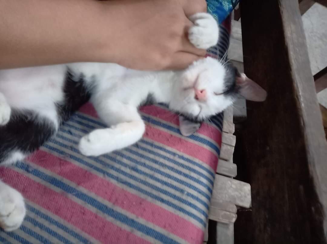 Luksi dan Lexy Empuss Kesayangan yang Jago Mijat 