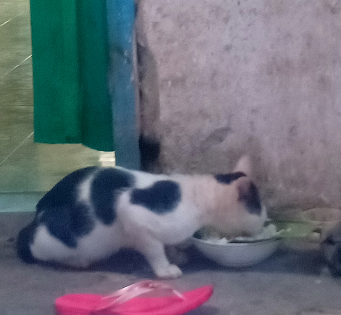 Luksi dan Lexy Empuss Kesayangan yang Jago Mijat 